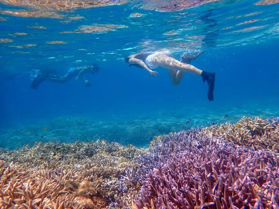 Iriomote Mangrove SUP and Snorkeling at Coral island - Safety rules and physical demands