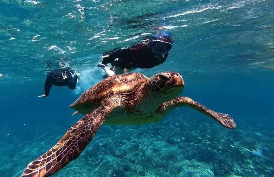 Iriomote Mangrove SUP and Snorkeling at Coral island - Why Iriomote is the right setting for this tour