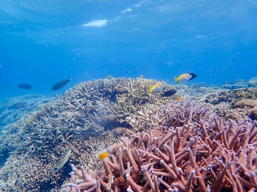 Iriomote Mangrove SUP and Snorkeling at Coral island - Guide quality and group feel