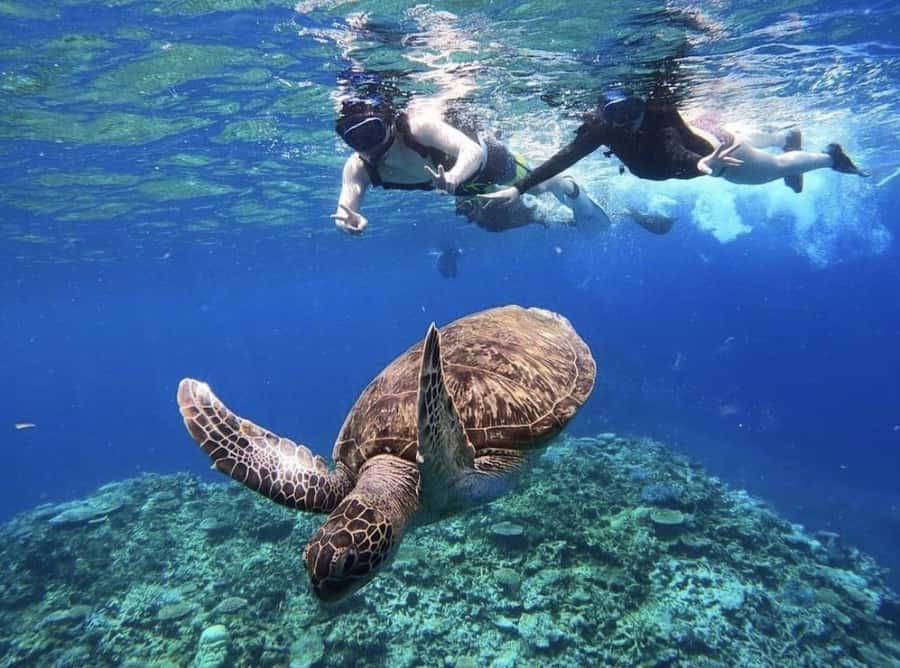 Iriomote Mangrove SUP and Snorkeling at Coral island - Starting at Uehara Port