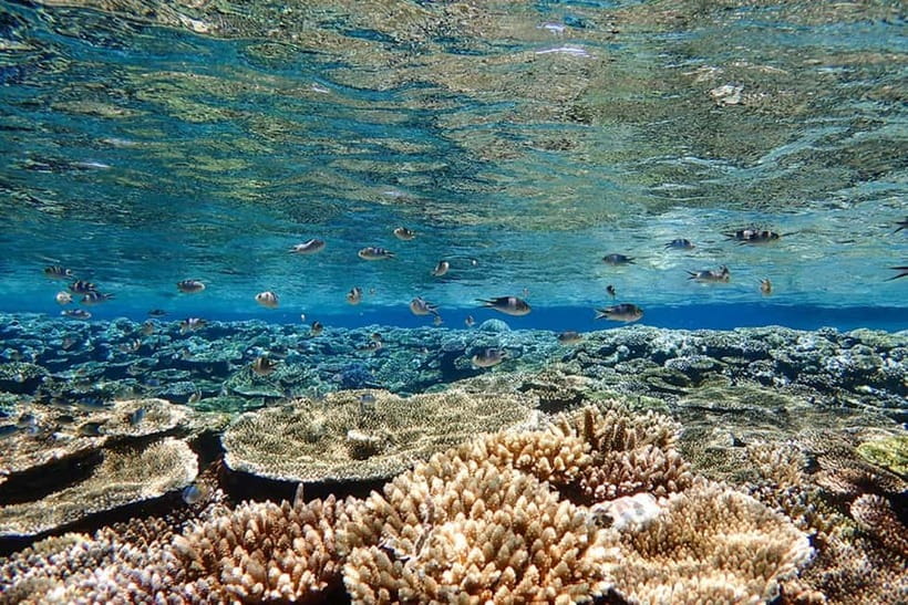 Ishigaki Island: Blue Cave Exploration & Snorkeling Tour - Small details that make the outing easier