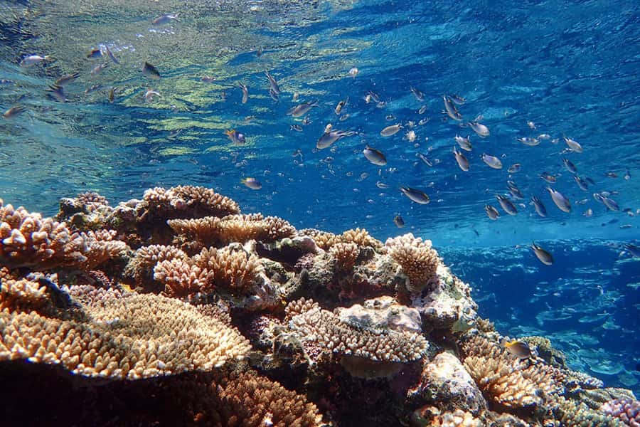 Ishigaki Island: SUP or Canoeing and Snorkeling at Blue Cave - Snorkeling at the Blue Cave