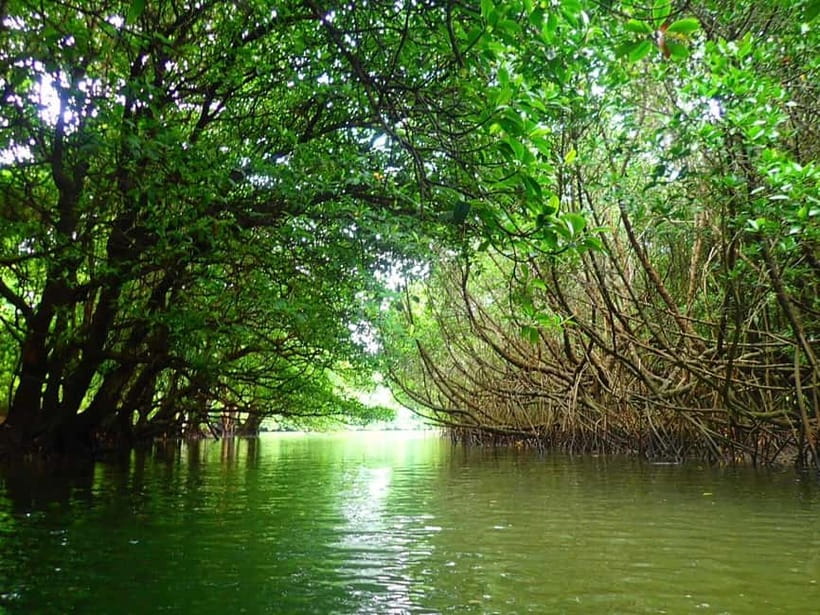 Ishigaki: Mangrove SUP or Canoe & Phantom Island Snorkeling - Snorkeling in Ishigaki’s natural aquarium