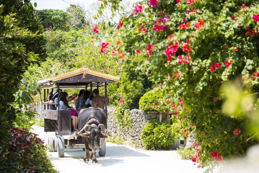 Ishigaki: Phantom Island Snorkeling and Taketomi Sightseeing - Is $69 a good value?
