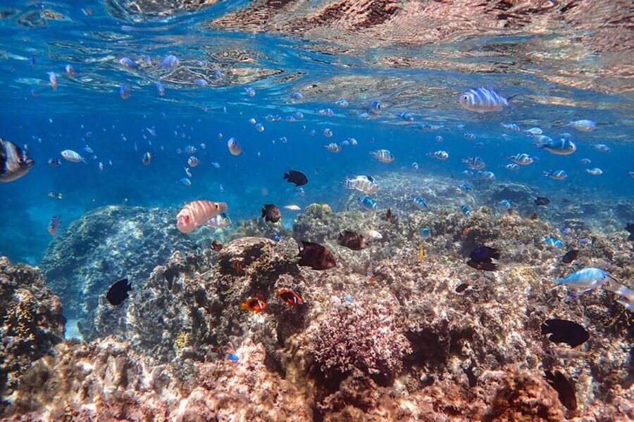 Ishigaki: Phantom Island Snorkeling and Taketomi Sightseeing - Timing, weather, and comfort