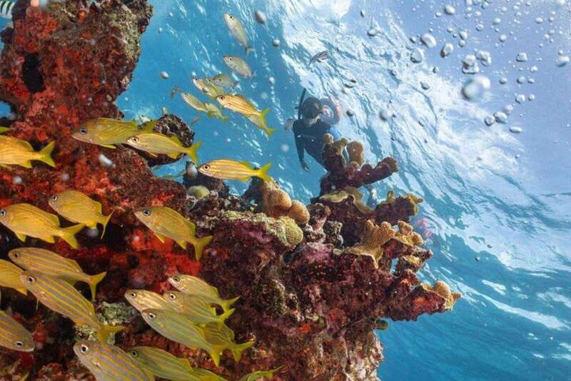 Isla Mujeres: Snorkel Tour at Musa and Manchones Reef - What makes this Isla Mujeres snorkel trip worth considering