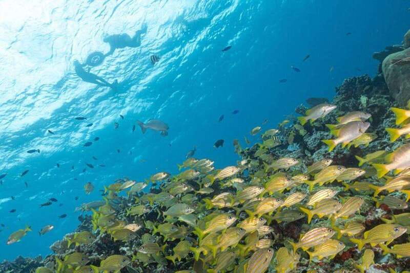 Isla Mujeres: Snorkel Tour at Musa and Manchones Reef - MUSA turns snorkeling into an underwater art walk