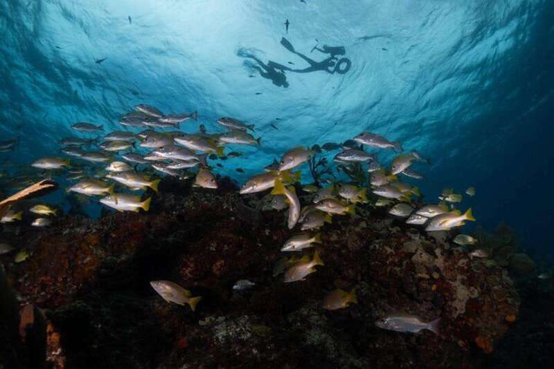 Isla Mujeres: Snorkel Tour at Musa and Manchones Reef - Good support for first-time snorkelers