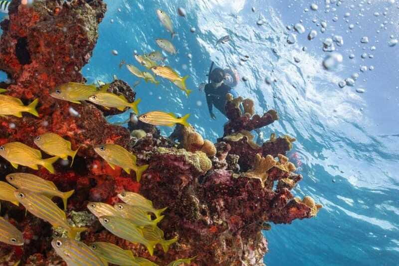 Isla Mujeres: Snorkel Tour at Musa and Manchones Reef - Conditions can shape the whole outing