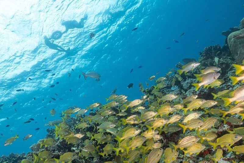 Isla Mujeres: Snorkel Tour at Musa and Manchones Reef - The four-hour timing is a practical choice
