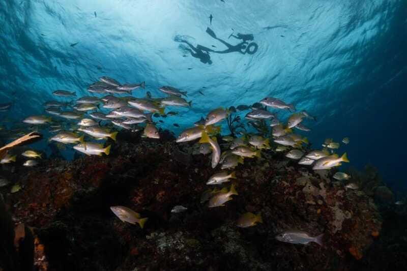 Isla Mujeres: Snorkel Tour at Musa and Manchones Reef - What the $50 price really covers
