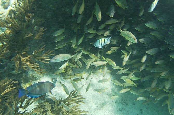Isla Mujeres Snorkeling Adventure at the Underwater Museum - Motion sickness, sun, and boat boarding need attention