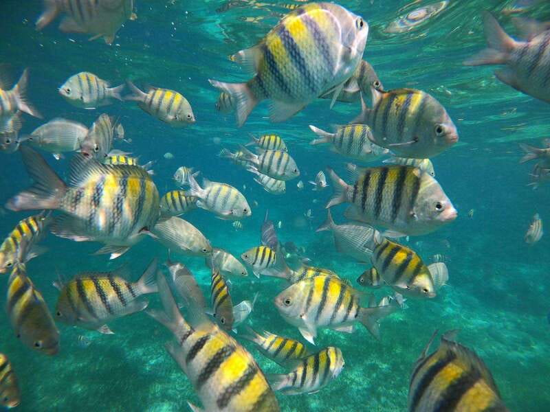 Isla Mujeres: Snorkeling Adventure at the Underwater Museum - What $57 gets you