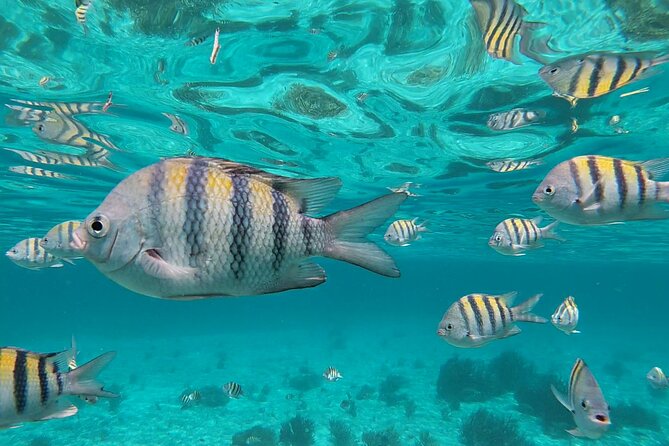 Isla Mujeres: Snorkeling Adventure at the Underwater Museum - Meeting the boat outside Señor Frog’s