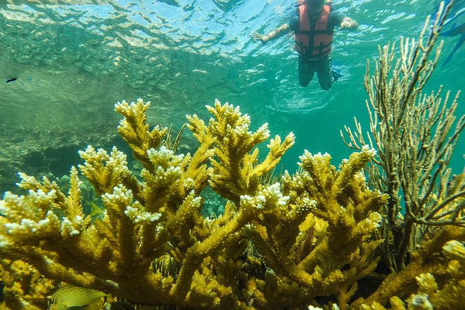 Isla Mujeres Snorkeling Tour Adventure - Is $58.74 a fair price?