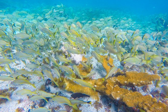 Isla Mujeres Snorkeling Tour Adventure - Who will enjoy this outing most