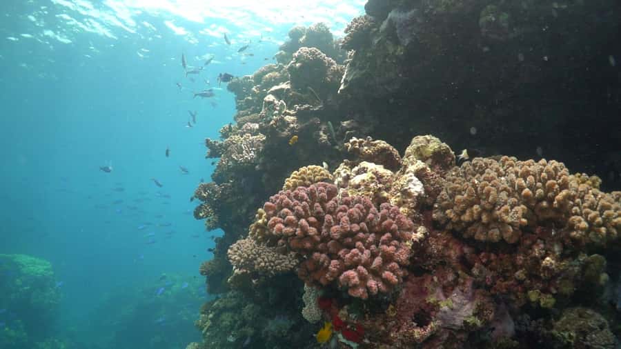 Jeddah: Bayada Leisure Boat Trip with Snorkeling - What the crew adds to the day