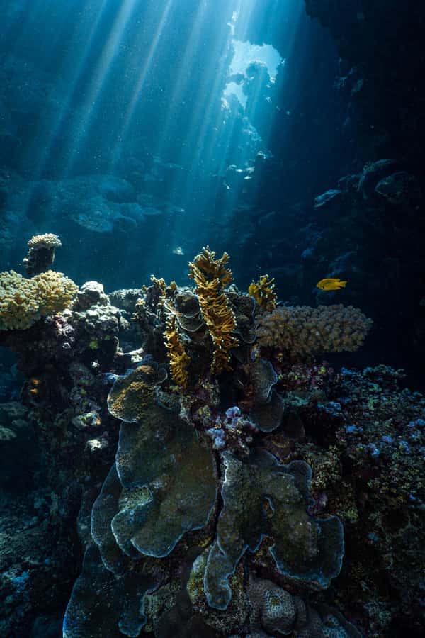 Jeddah: Guided Snorkeling Trip with Snacks and Drinks - Coral, fish, and the underwater stops