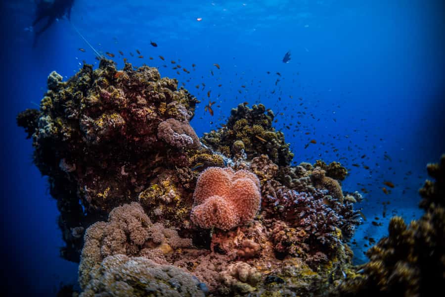 Jeddah: Guided Snorkeling Trip with Snacks and Drinks - Snacks, drinks, and the simple boat setup