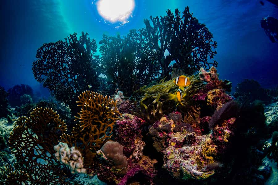 Jeddah: Guided Snorkeling Trip with Snacks and Drinks - FAQ
