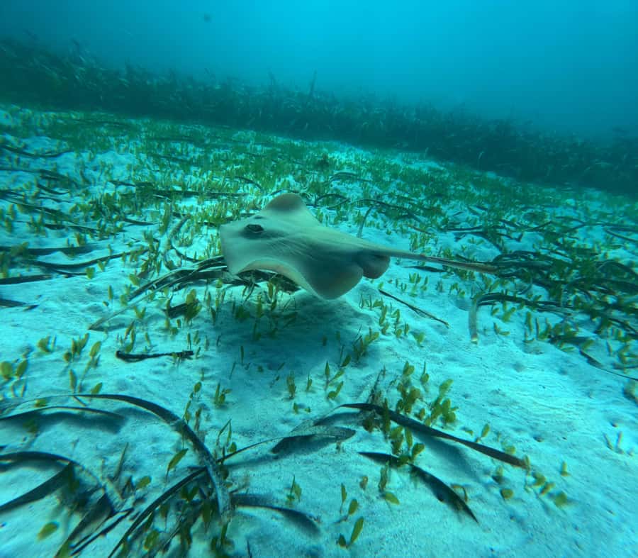 Jervis Bay: Guided Snorkelling Tour with expert guide - Key points to know before you book