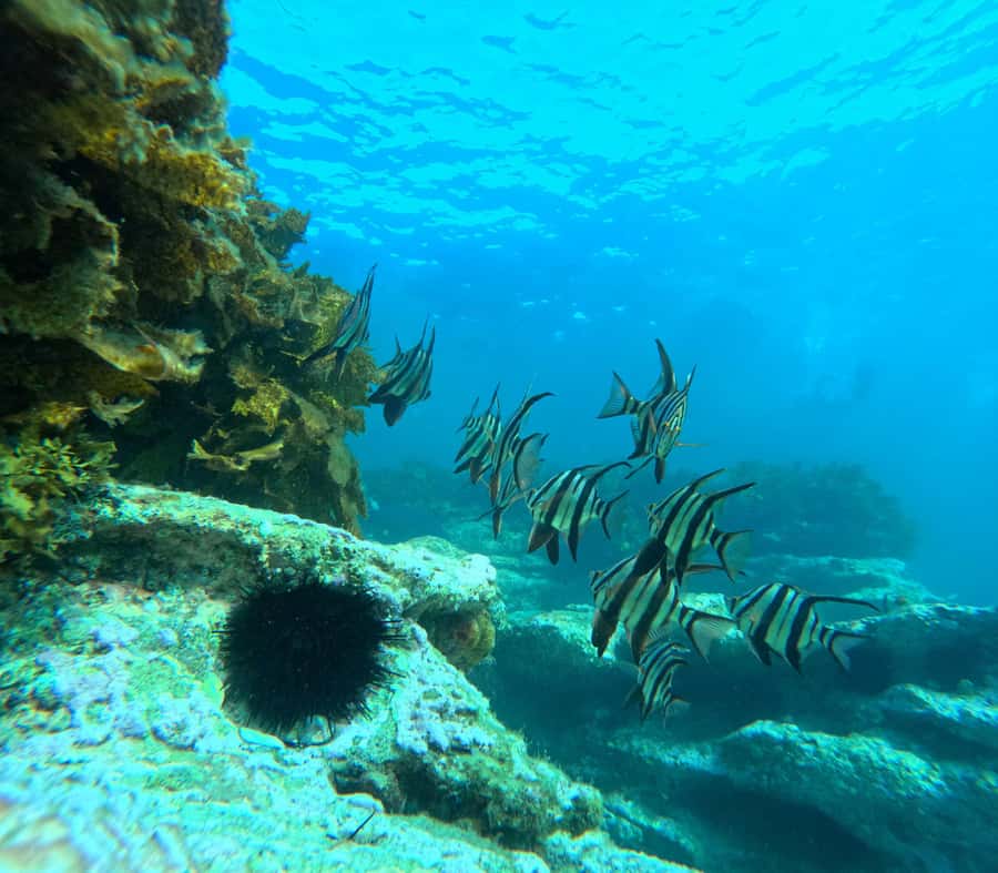 Jervis Bay: Guided Snorkelling Tour with expert guide - Why this Jervis Bay snorkelling tour feels different