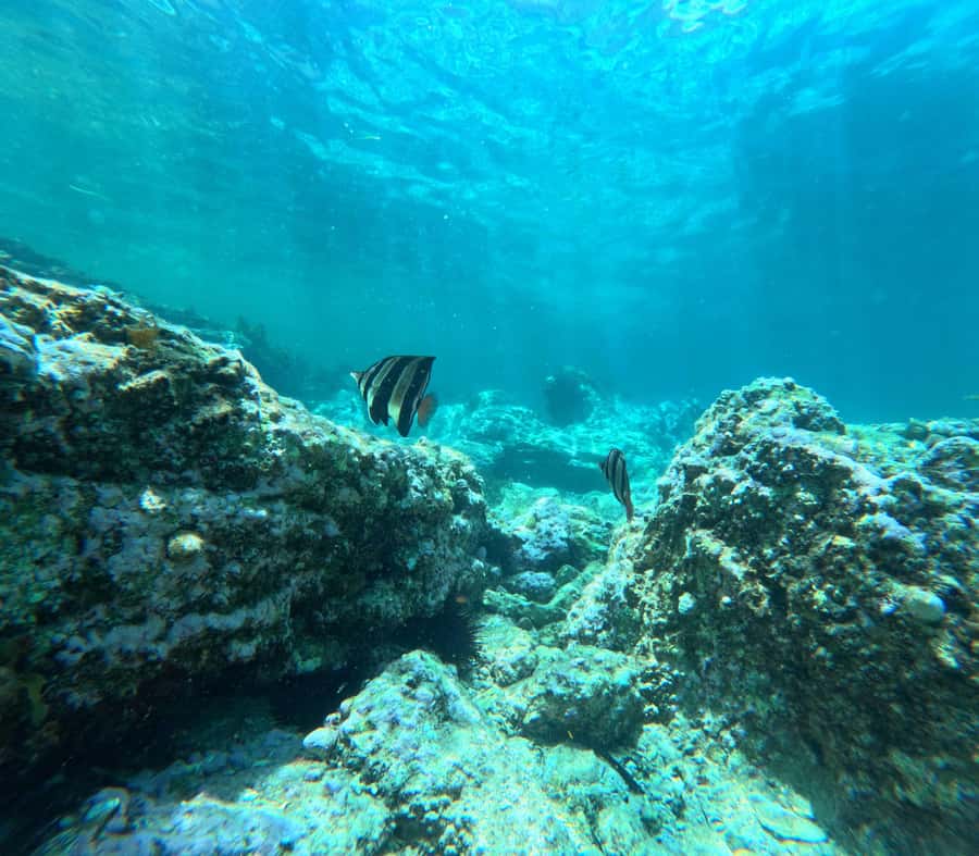 Jervis Bay: Guided Snorkelling Tour with expert guide - Is $81 good value for three hours?