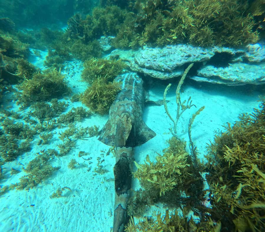 Jervis Bay: Guided Snorkelling Tour with expert guide - Who should book this experience?