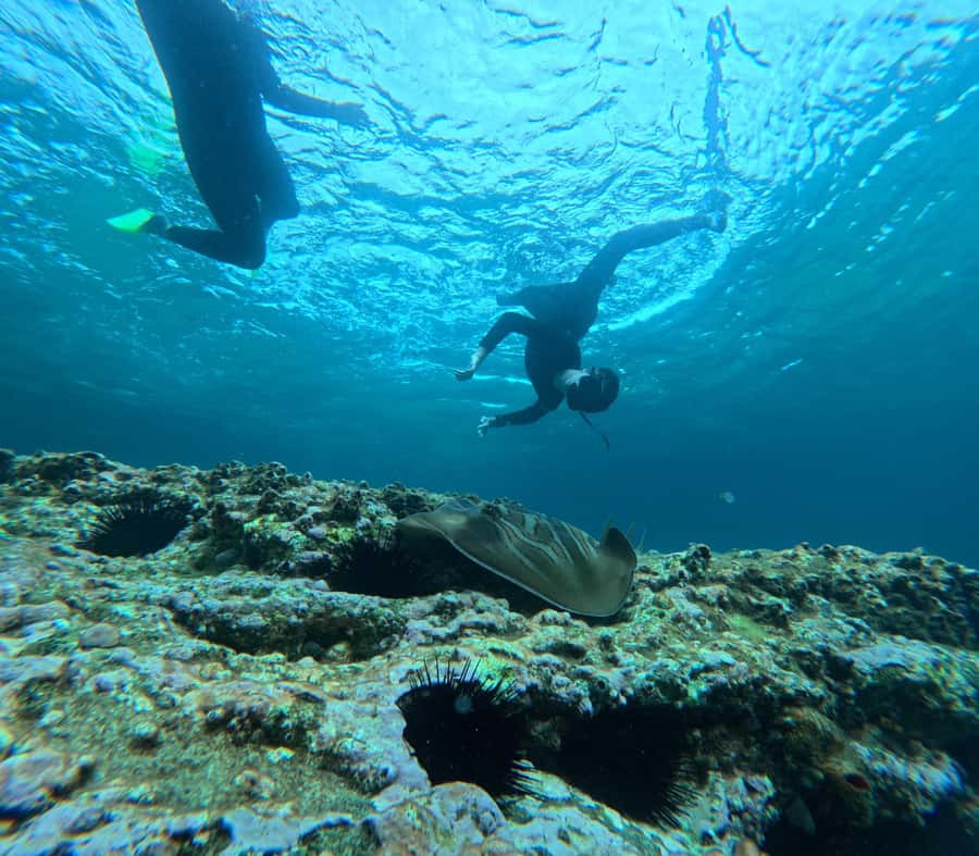 Jervis Bay: Guided Snorkelling Tour with expert guide - Meeting Scott at Murray’s Beach Carpark