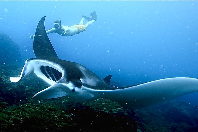 Julian Rocks: Premier Snorkeling Tour Byron Bay - From Brunswick Heads to the Byron Bay coast