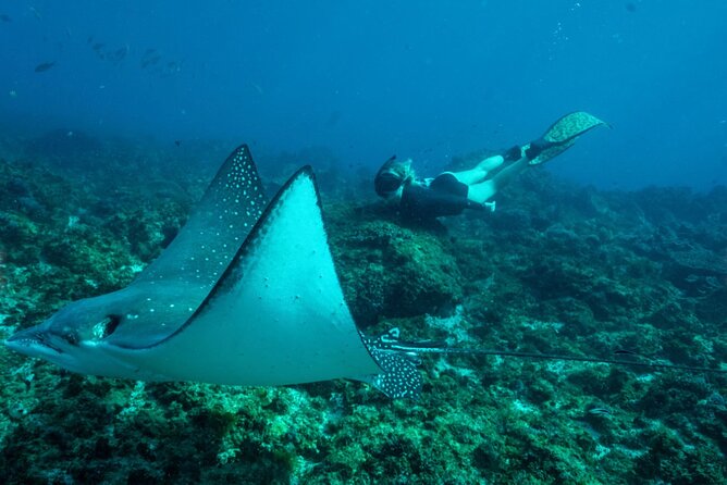 Julian Rocks: Premier Snorkeling Tour Byron Bay - Sharks, turtles and rays, with sensible expectations