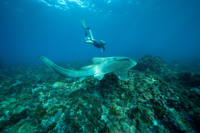Julian Rocks: Premier Snorkeling Tour Byron Bay - Is the $92.52 price good value?