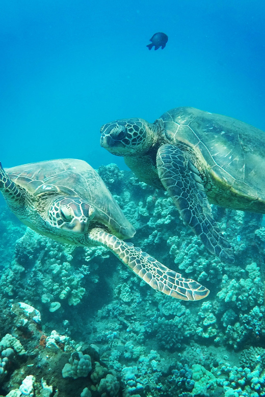 Ka'anapali Beach: Coral Reef Snorkel and Turtle Spotting - Why beginners and children fit this outing