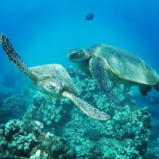Ka'anapali Beach: Coral Reef Snorkel and Turtle Spotting - What the timing feels like