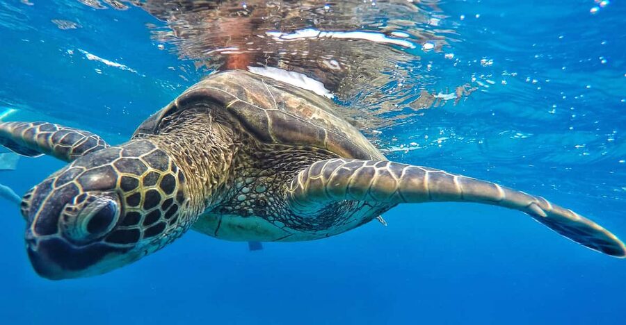 Ka'anapali Beach: Coral Reef Snorkel and Turtle Spotting - Who should book Sea Maui