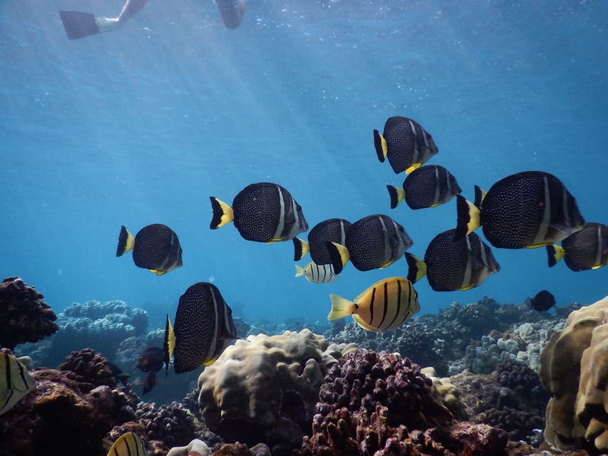 Ka'anapali Beach: Coral Reef Snorkel and Turtle Spotting - Should you book this turtle snorkel?