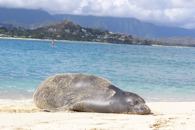 Kailua Bay, Oahu: Epic Kayak and Snorkel to Islands - Lanikai Beach brings the best snorkeling chance