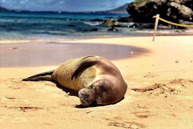Kailua Bay, Oahu: Epic Kayak and Snorkel to Islands - Check-in in Kailua and the walk to the beach