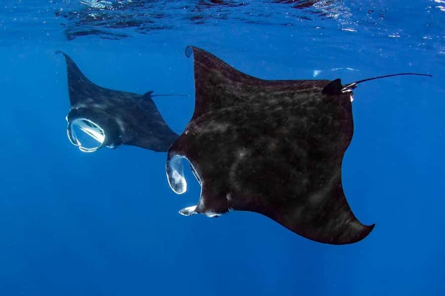 Kailua Kona: Dolphin, Sea Cave and Captain Cook Snorkel Tour - Key points to know before you book