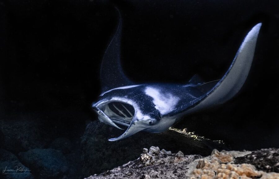 Kailua Kona: Manta Ray Night Snorkel Tour with Guide - A Short Boat Ride with a Big Change in Mood