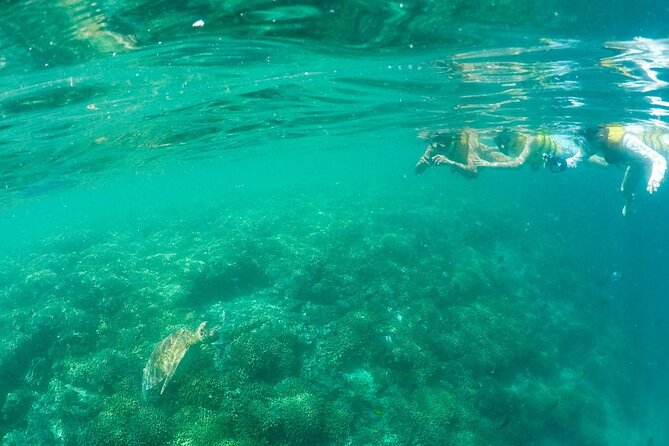 Kaneohe Sandbar Snorkeling Tour - 2nd Tour - Who will enjoy this tour most?