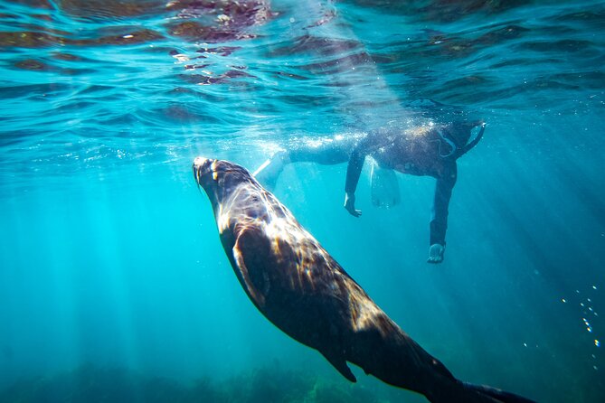 Kangaroo Island - Swim with Dolphins/Seals/Coastal Snorkel - Getting ready at Howard Drive