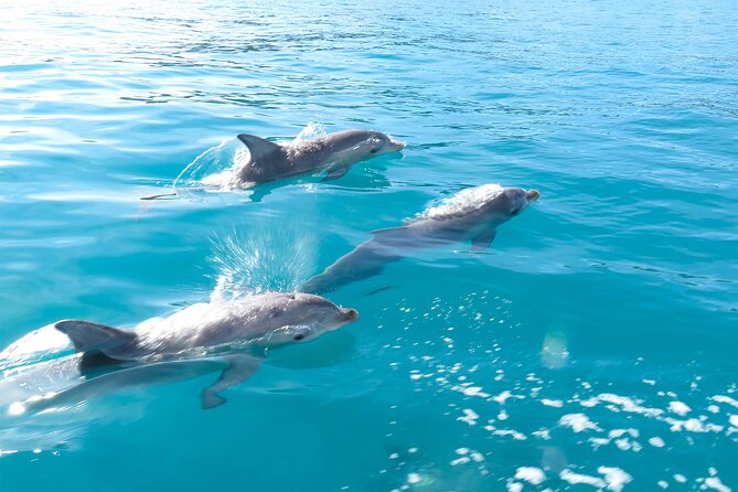 Kangaroo Island - Swim with Dolphins/Seals/Coastal Snorkel - Looking for dolphins near Penneshaw