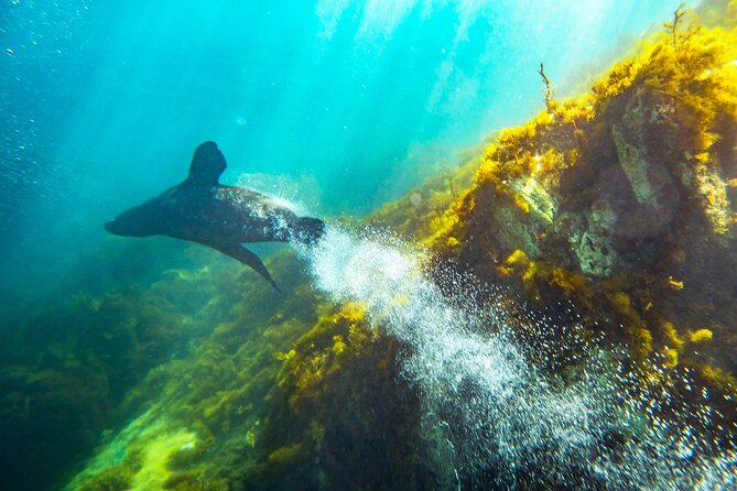 Kangaroo Island - Swim with Dolphins/Seals/Coastal Snorkel - Cold water, changing weather, and comfort