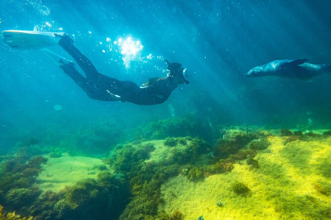 Kangaroo Island - Swim with Dolphins/Seals/Coastal Snorkel - Out on the 28-seat boat