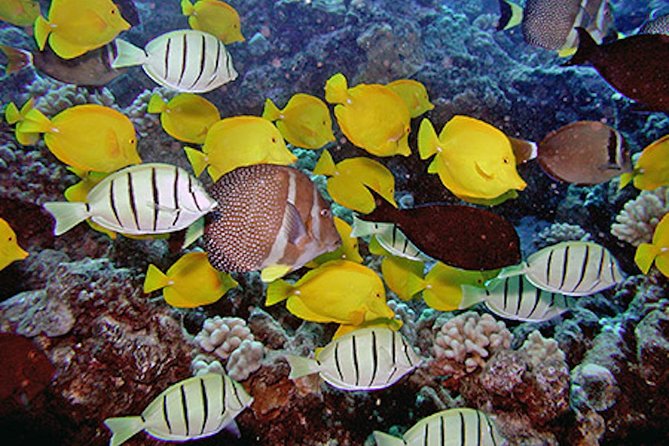 Kauai’s Ultimate Guided Shore Snorkel in South Poipu - Starting at Poipu Beach
