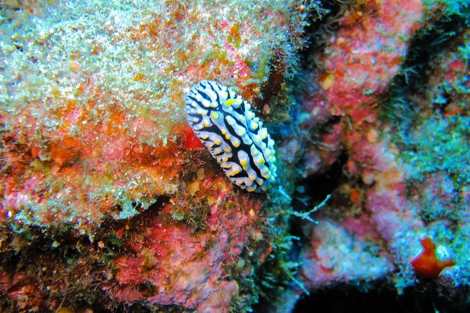 Kauai’s Ultimate Guided Shore Snorkel in South Poipu - What could make the experience difficult