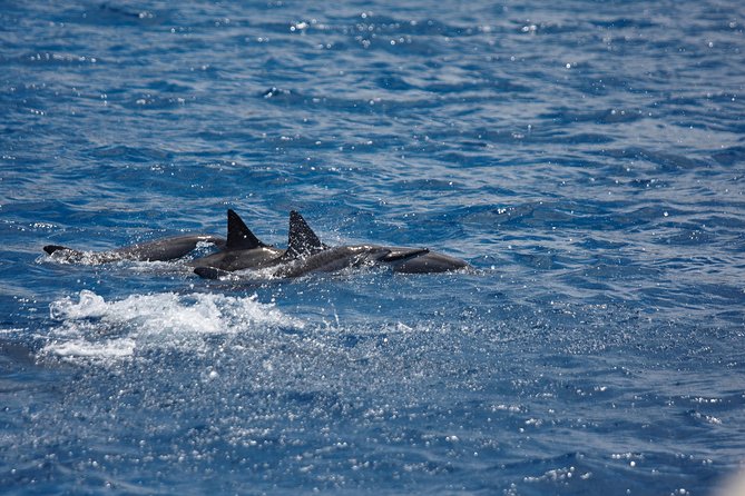 Kawaihae Luxury Snorkel Cruise & Wildlife Watch with Lunch - Key points to know before you go
