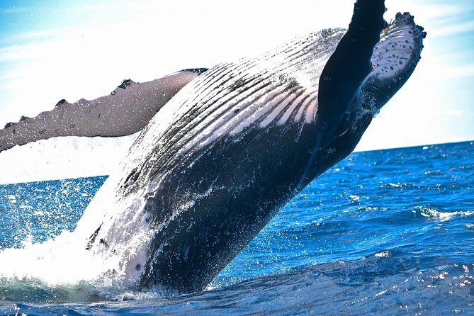 Kawaihae Luxury Snorkel Cruise & Wildlife Watch with Lunch - Setting out from Kawaihae on the Kohola