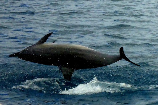 Kawaihae Luxury Snorkel Cruise & Wildlife Watch with Lunch - What makes the boat feel luxurious